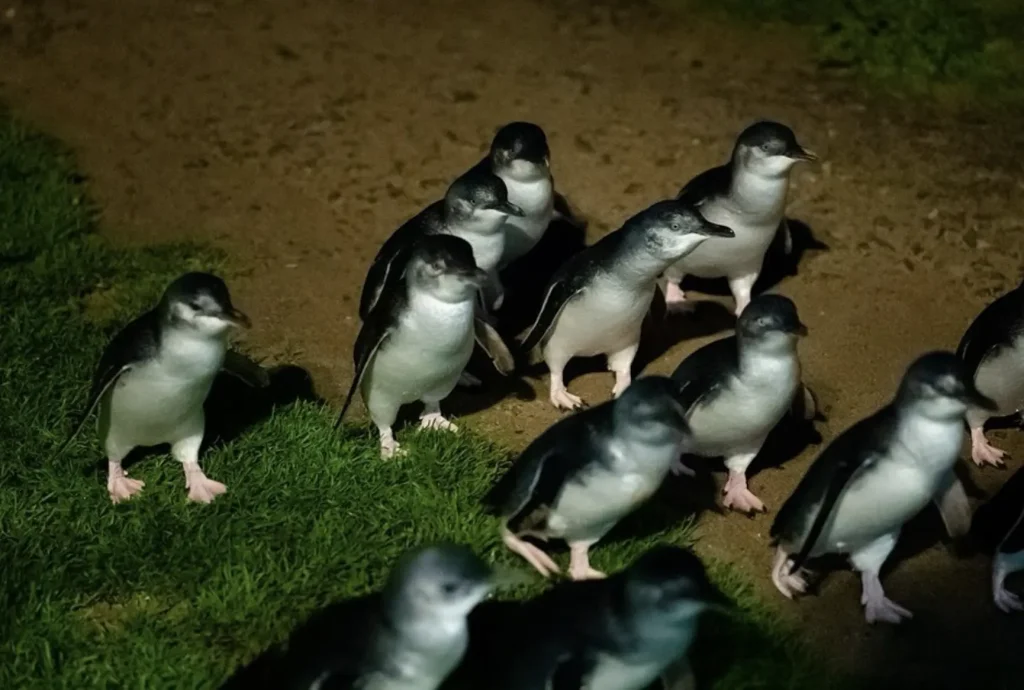 Penguin Parade tour