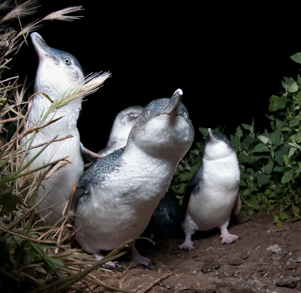 Penguin Parade tours