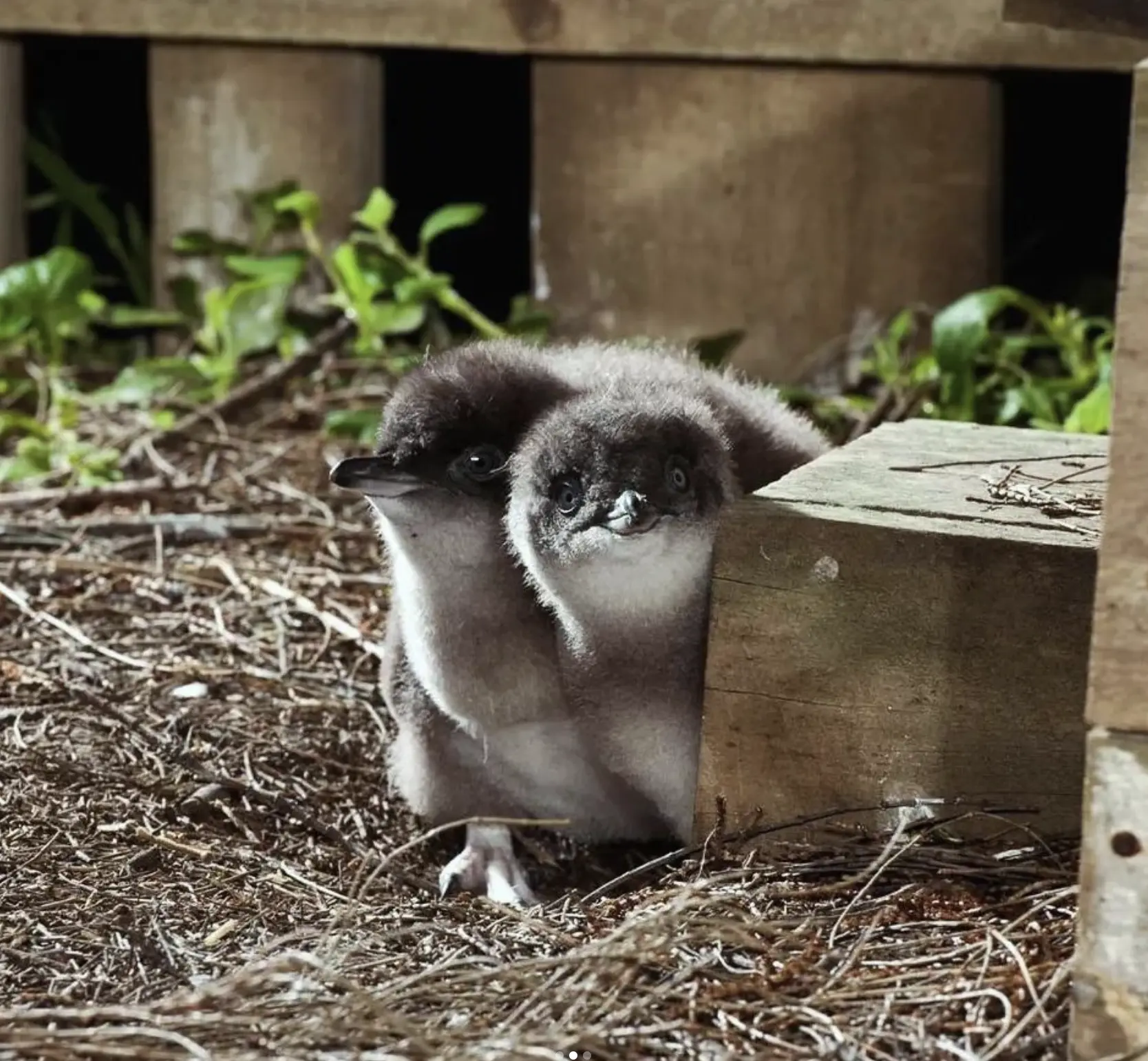 Penguin Parade