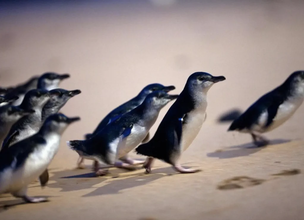 Phillip Island Penguin Parade tour