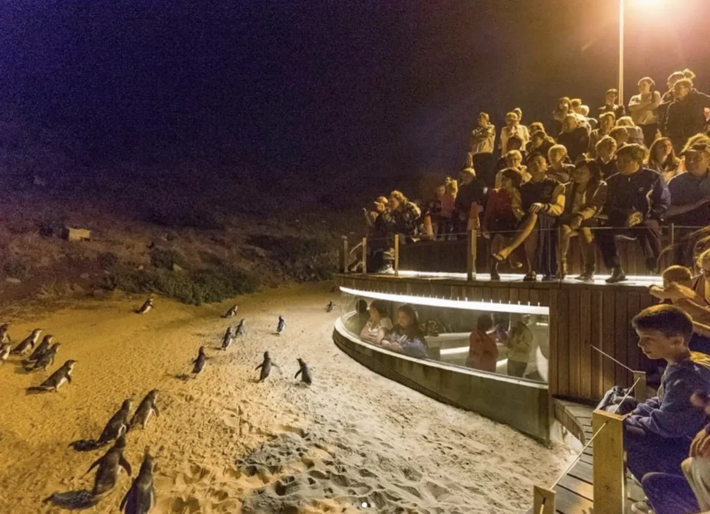 Phillip Island Penguin Parade tours