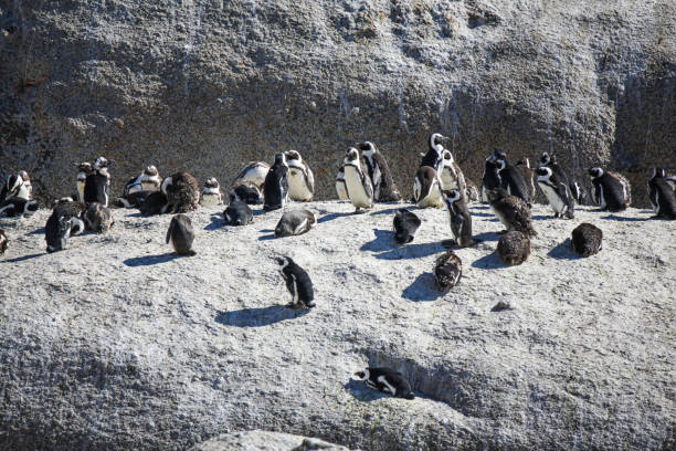 Explore Penguin Encounters on Phillip Island