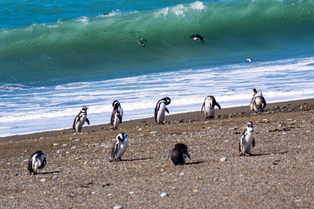 Valerie's Adventure Time | Witness the Magic of Phillip Island's Penguin Parade – Best Viewing Tips and Times