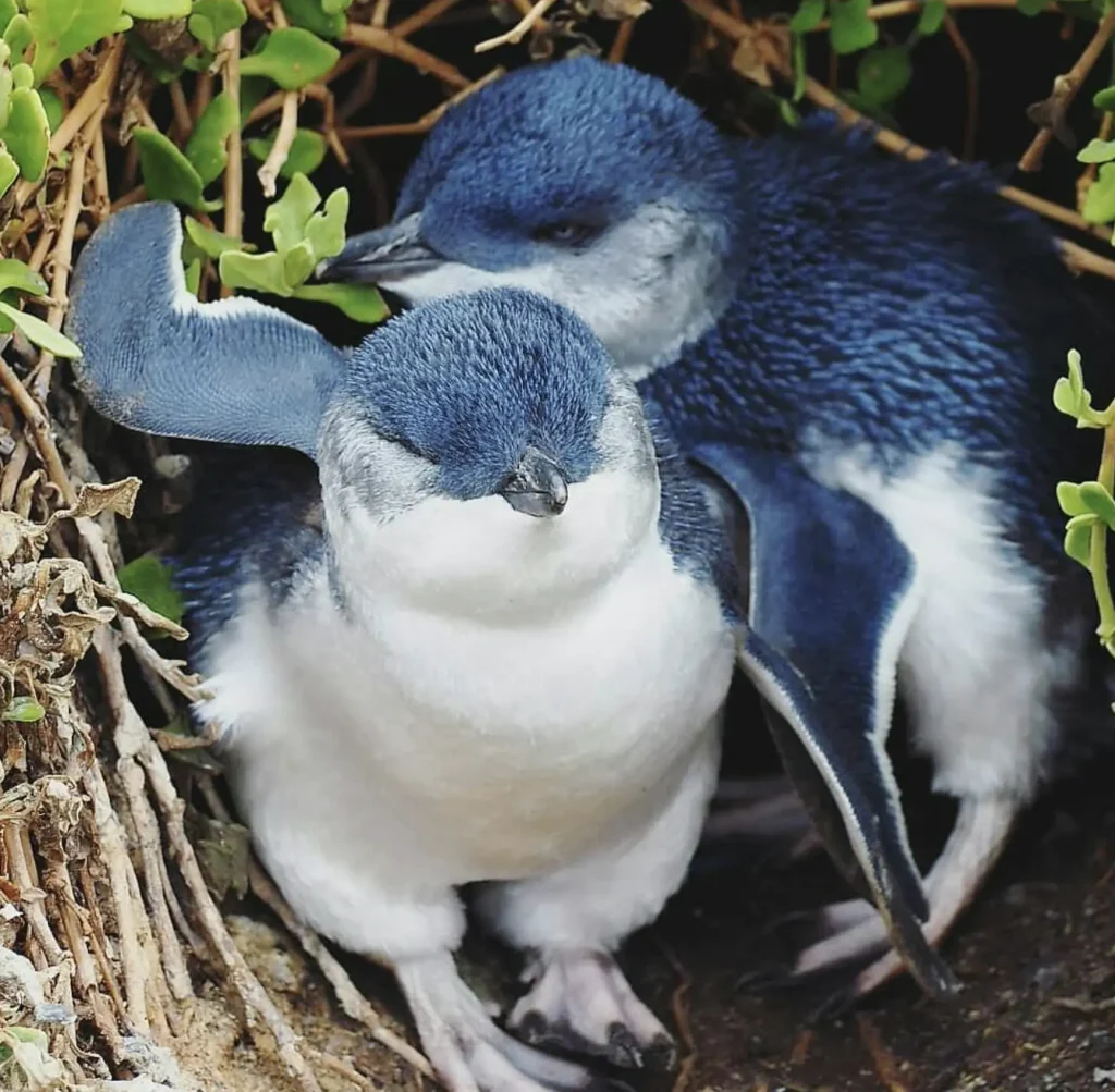 melbourne penguin parade tour