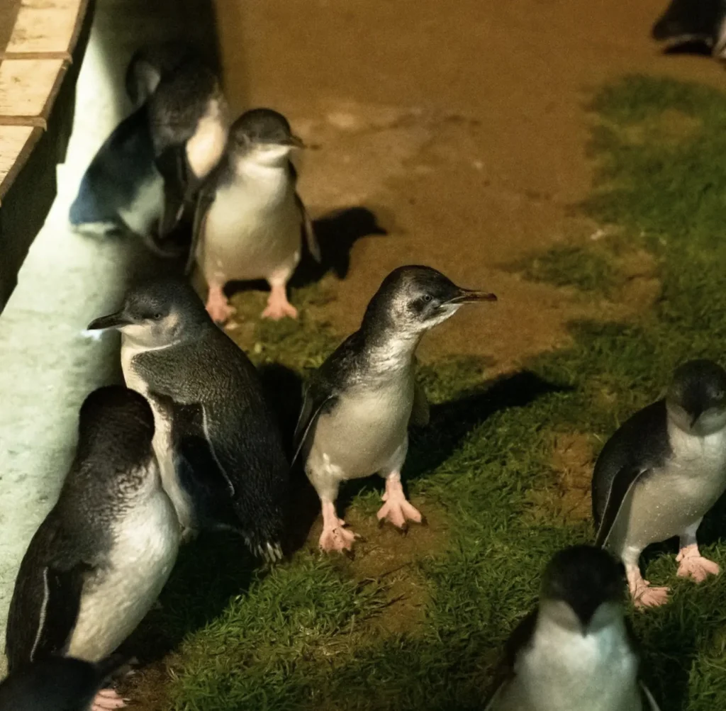 penguin parade phillip island tour