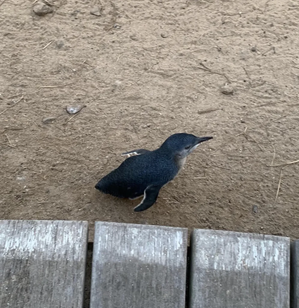 penguin parade tour melbourne