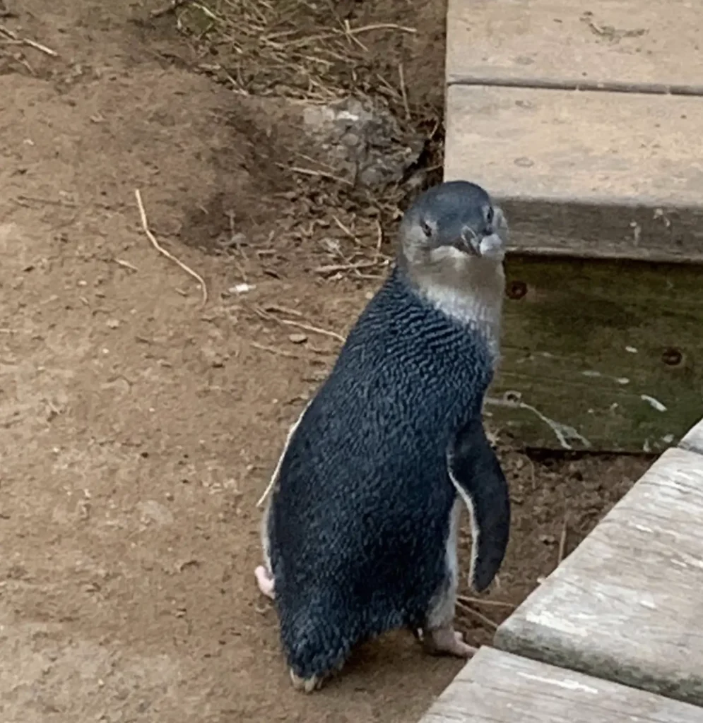 phillip island penguin parade tours