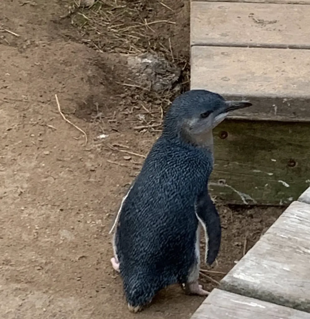 phillip island tour penguin parade